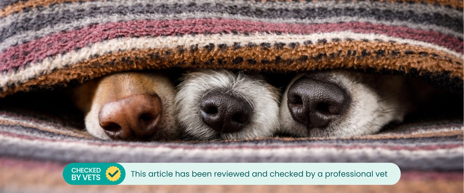 Three dog noses poke out from under a blanket.