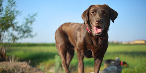 Chocolate lab outside in a field