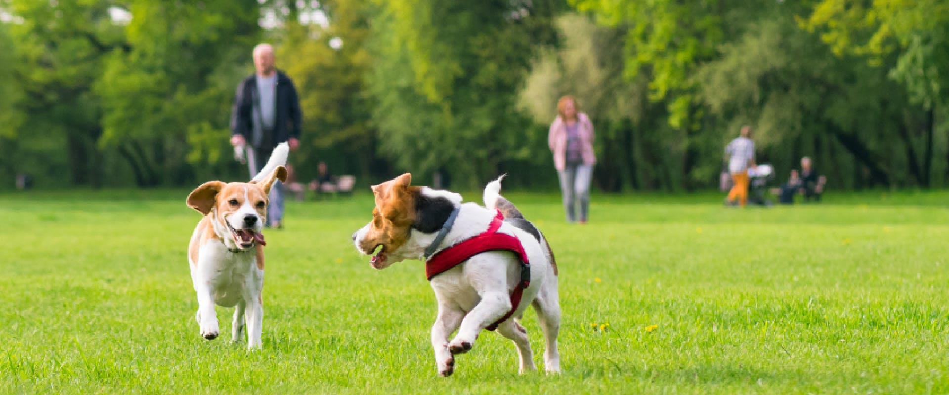 Two Beagles play in a park.