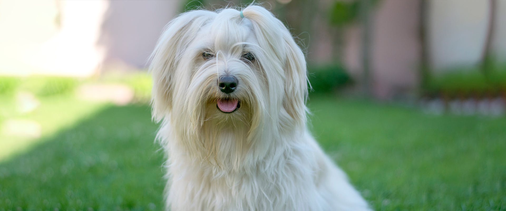 A long-haired white Havanese dog