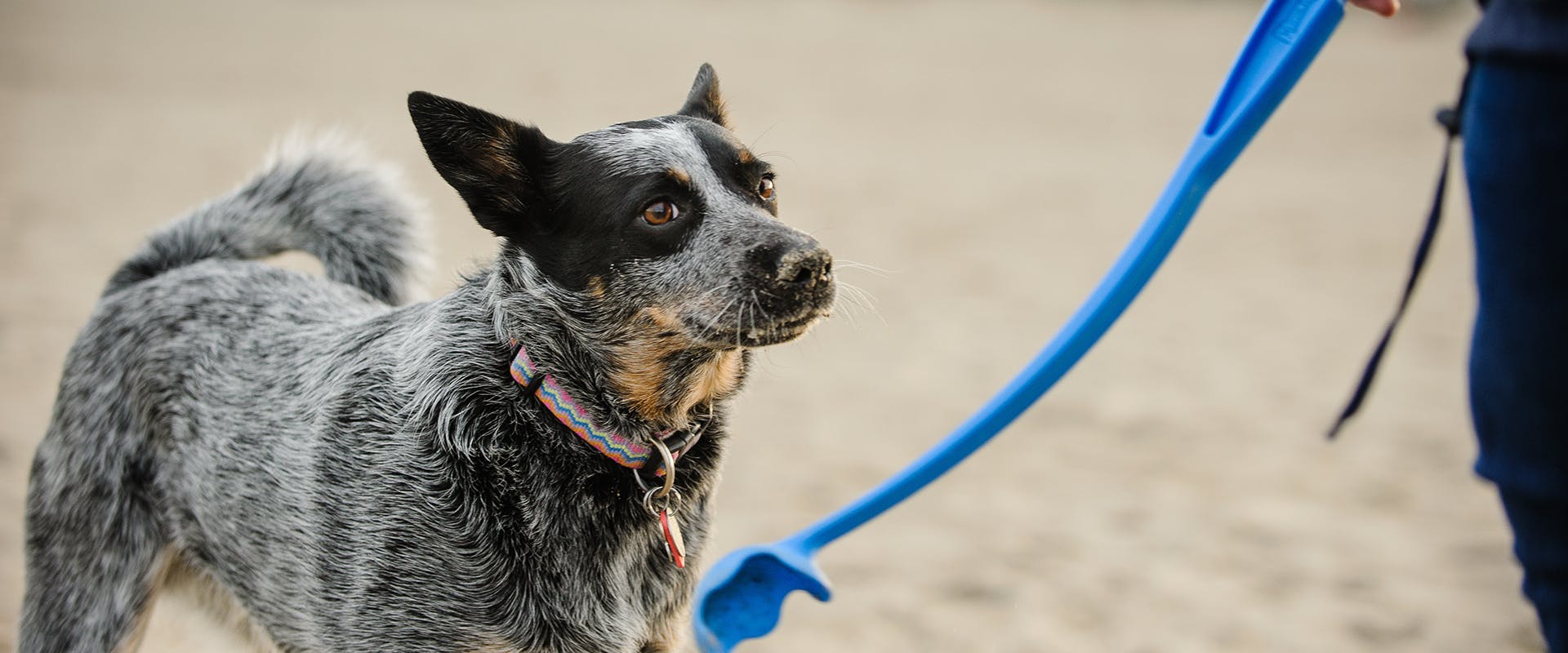 A person walking down the beach with an Australian Cattle Dog