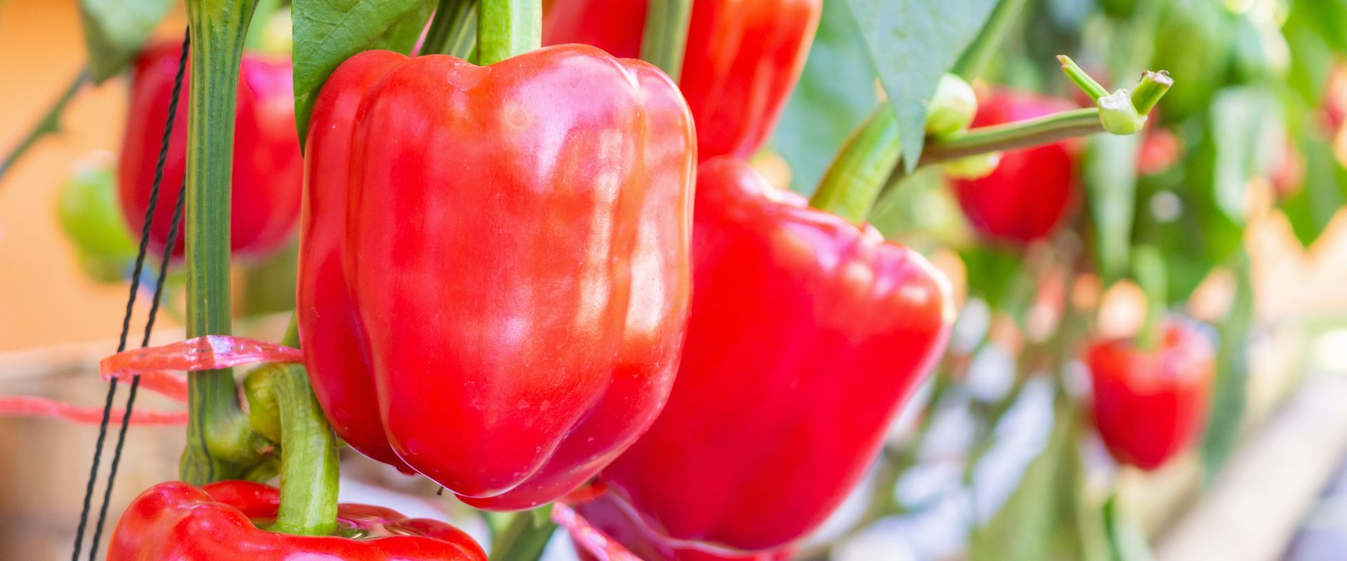 Can Dogs Eat Bell Peppers?