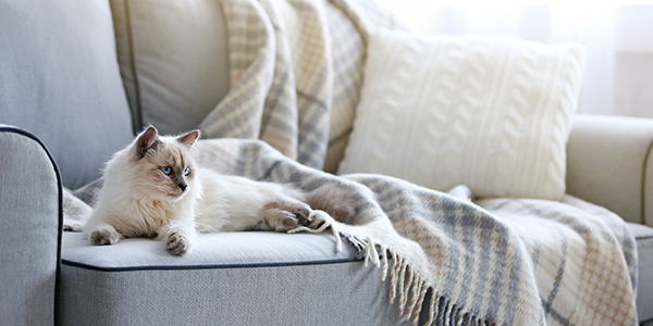 The 12 Best Pet Friendly Couches 2023