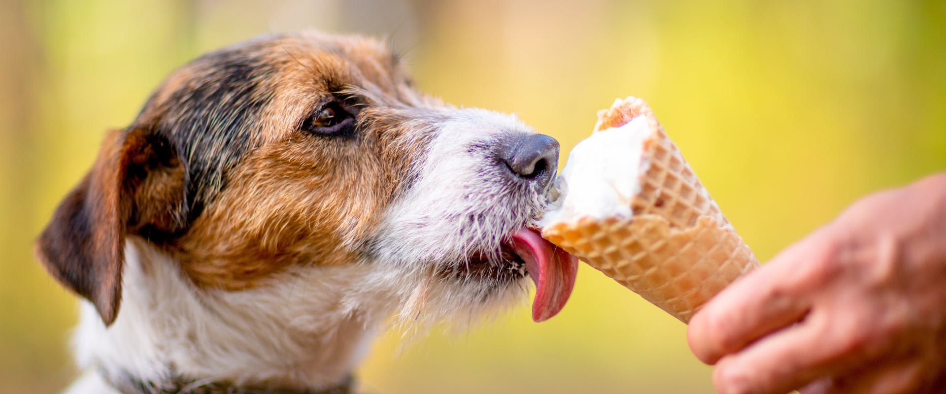 A dog licks an ice cream in a cone.