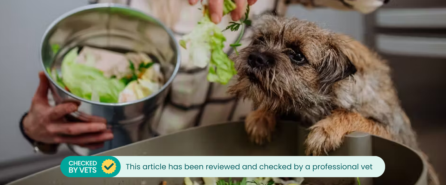 Dog sniffing compost