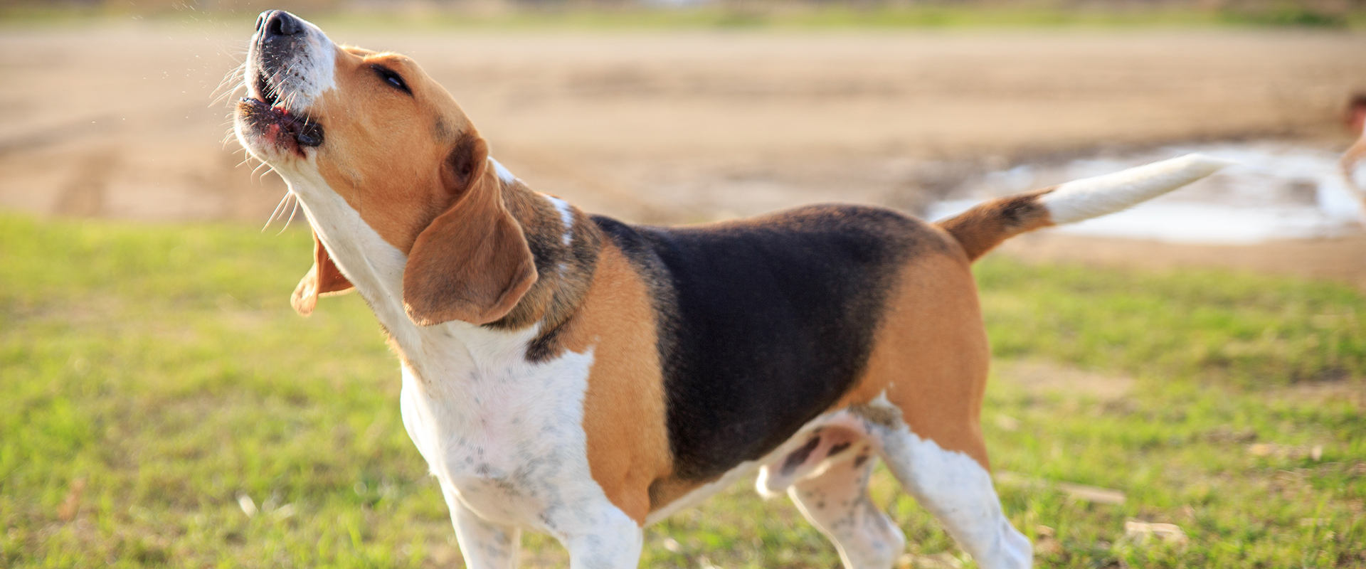 Barking Do Beagles Bark A Lot