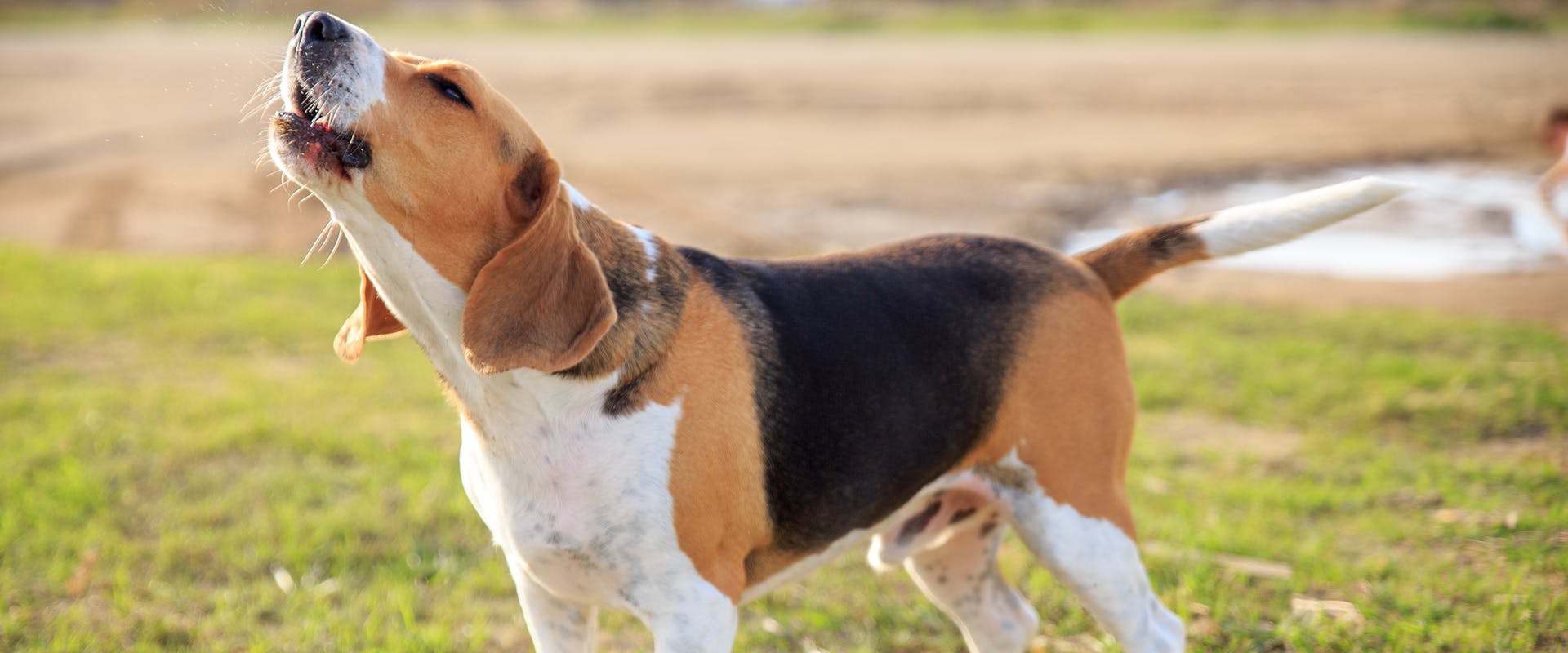 A Beagle dog standing in a field, howling and barking at the sky