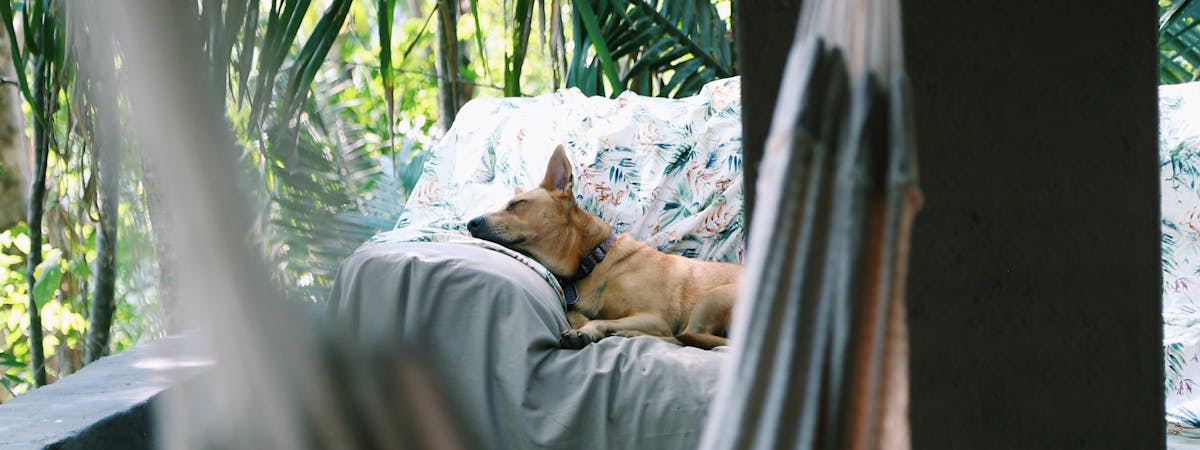 A dog sleeping in a hammock