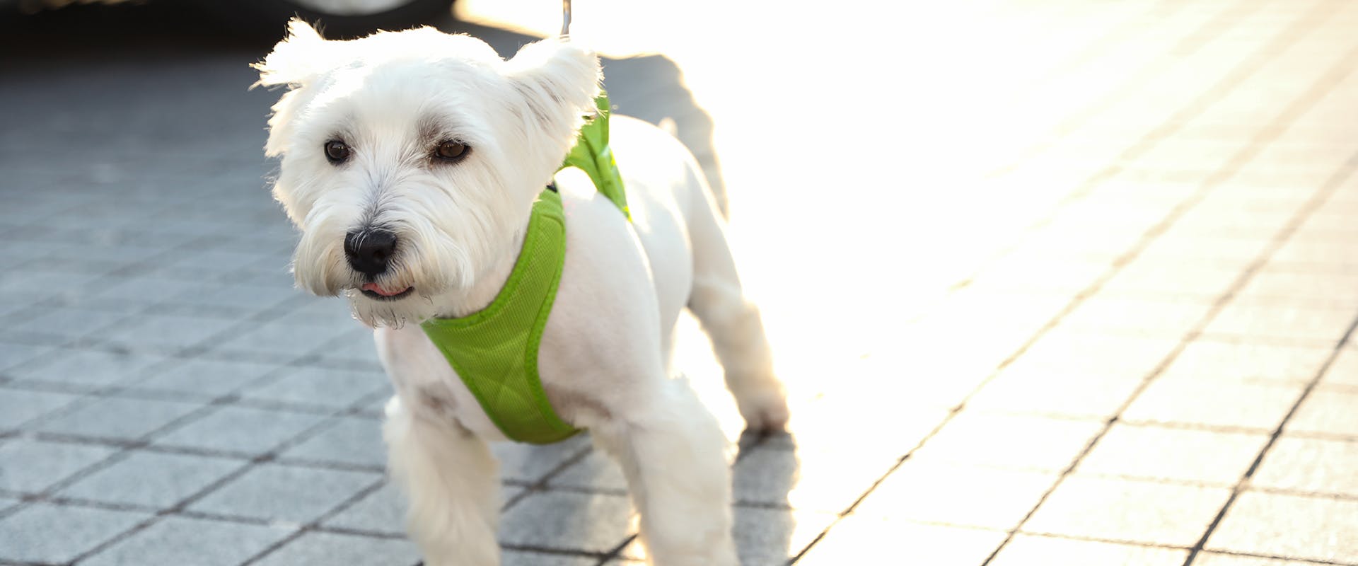 A small white dog walking on a sidewalk, wearing a bright green small dog harness