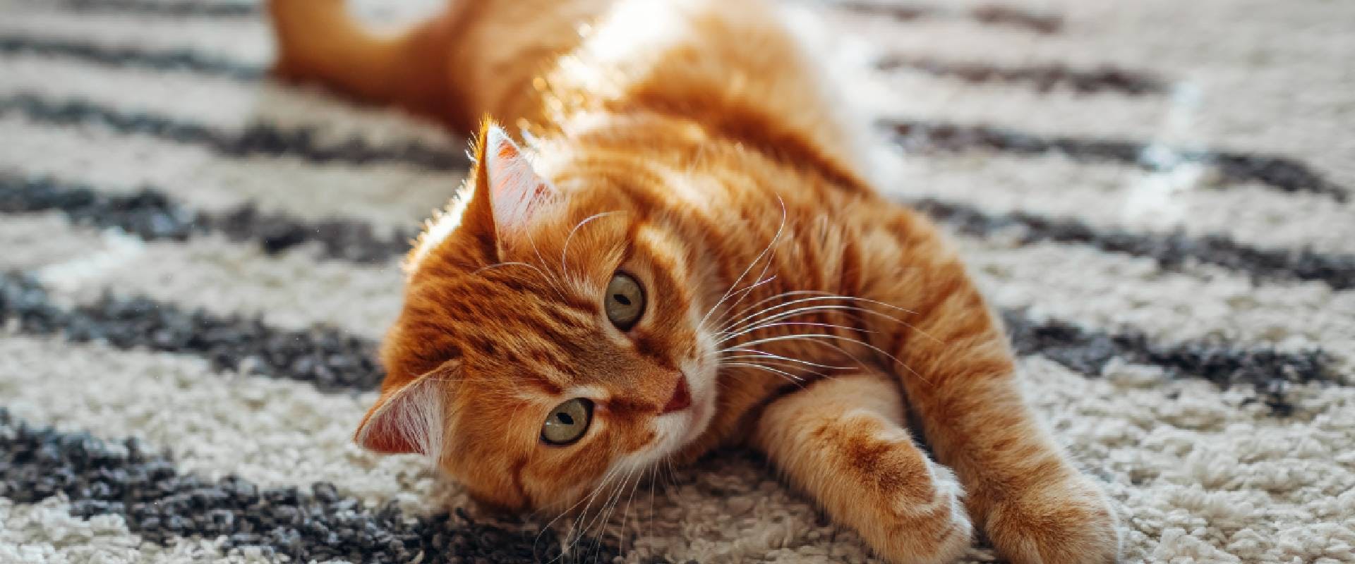 Ginger cat playing on a rug