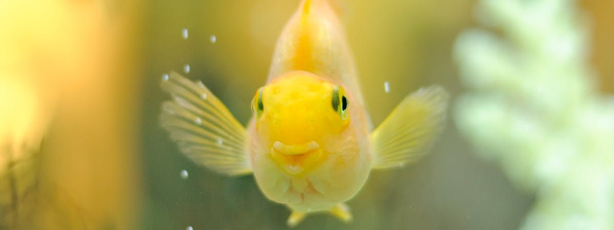 Small yellow fish swimming in a tank