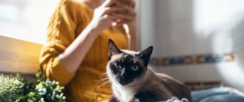 A woman sitting on her phone, a Siamese cat sat on her lap