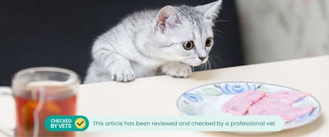 Young gray cat sniffing a plate of ham.