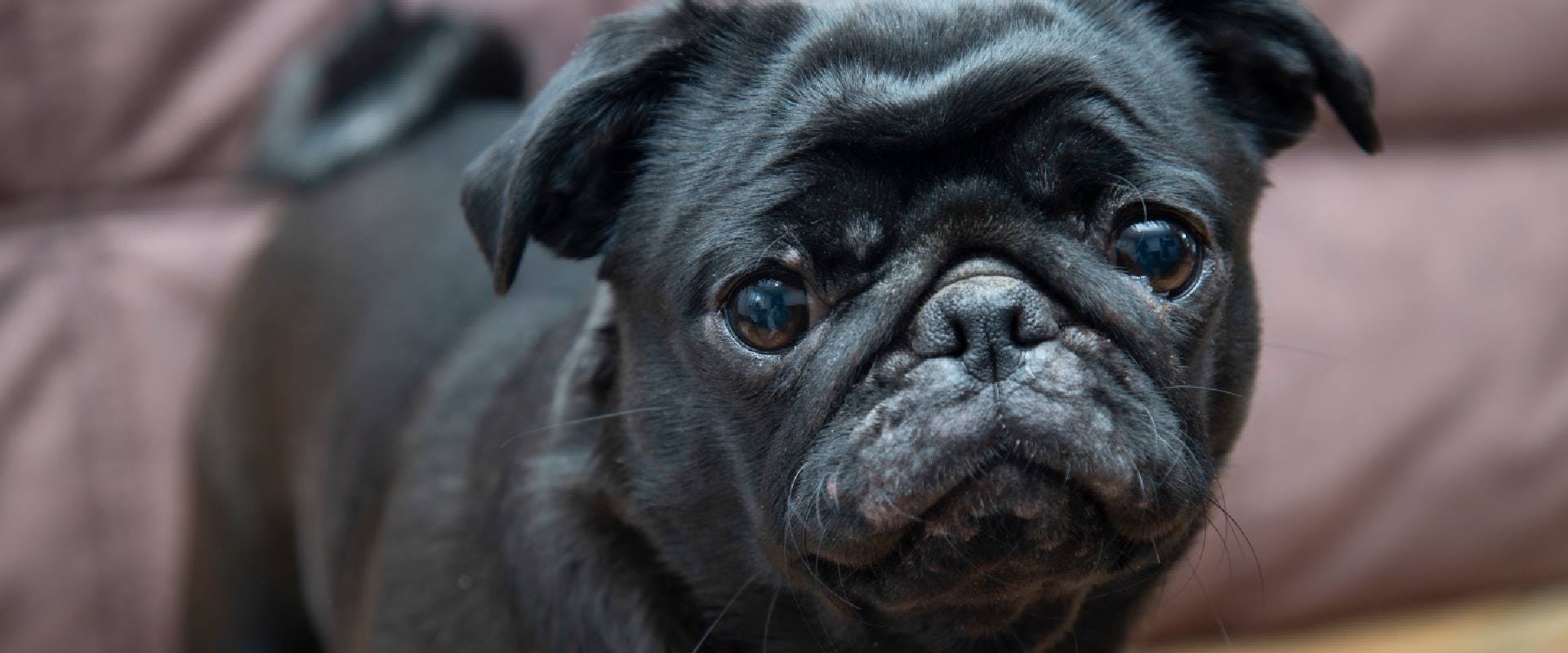 Close-up of a black Pug puppy
