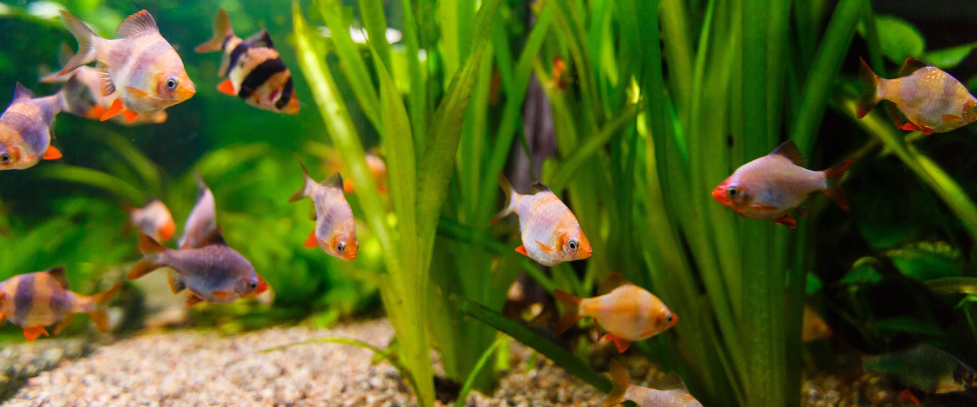 a group of small tropical fish in a saltwater tank