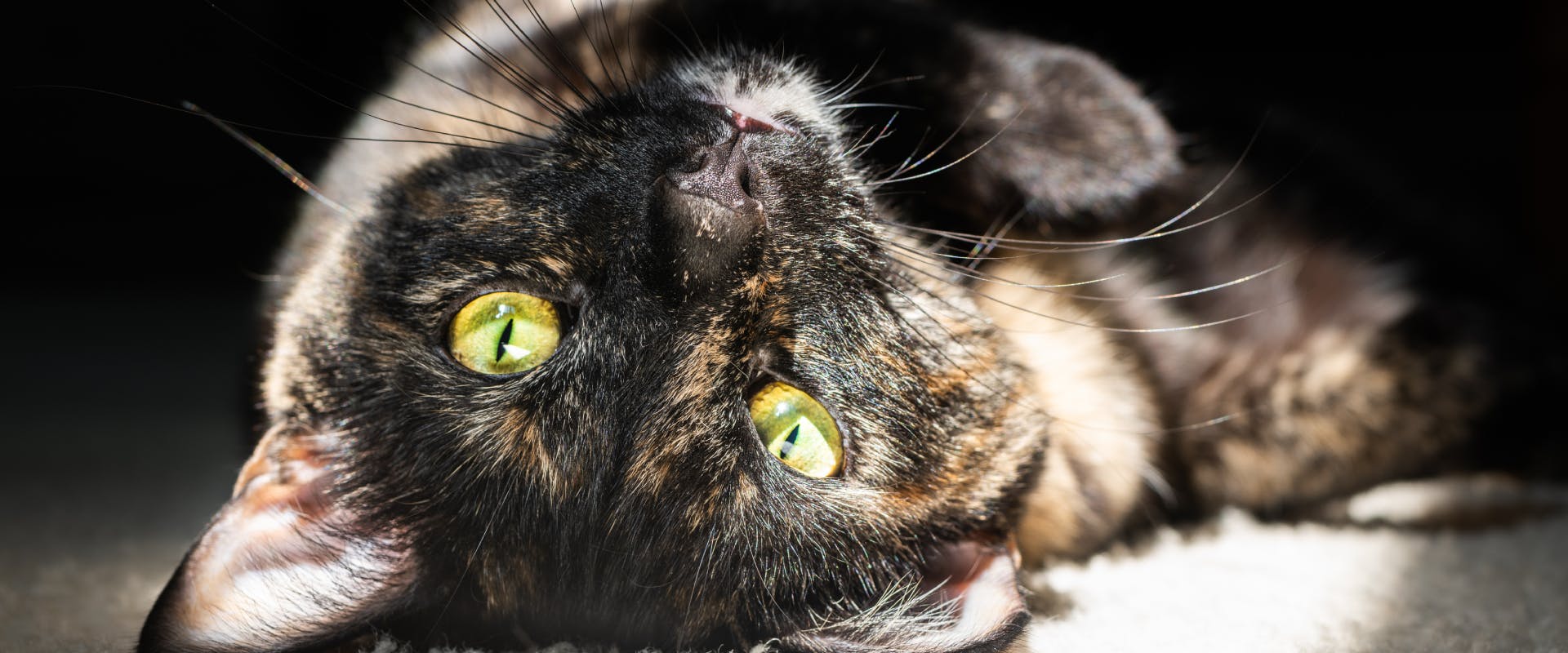 Tortie cat lying on its back inside in the sunshine
