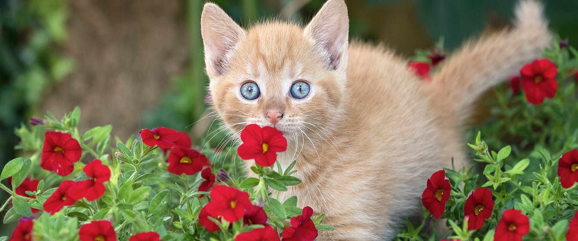 A small kitten standing in a bed of flowers