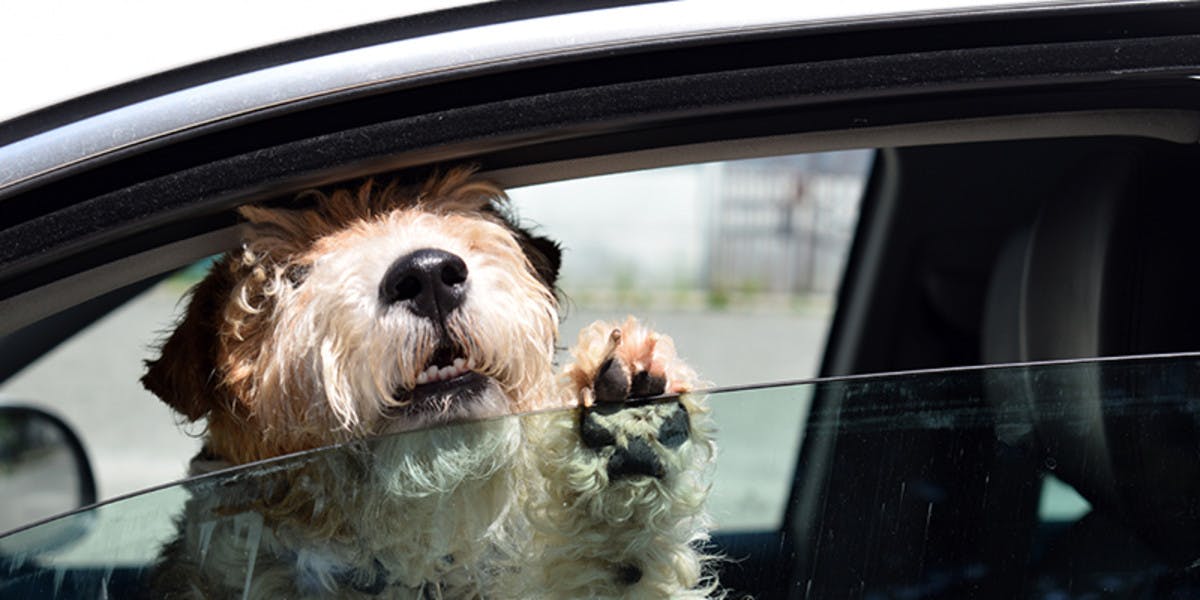 Dog in car with open window.