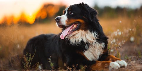 Happy Bernese Mountain Dog sitting in a field at sunset.