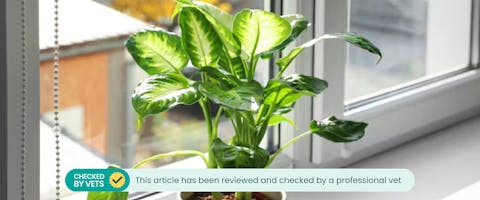 Potted dieffenbachia on a windowsill