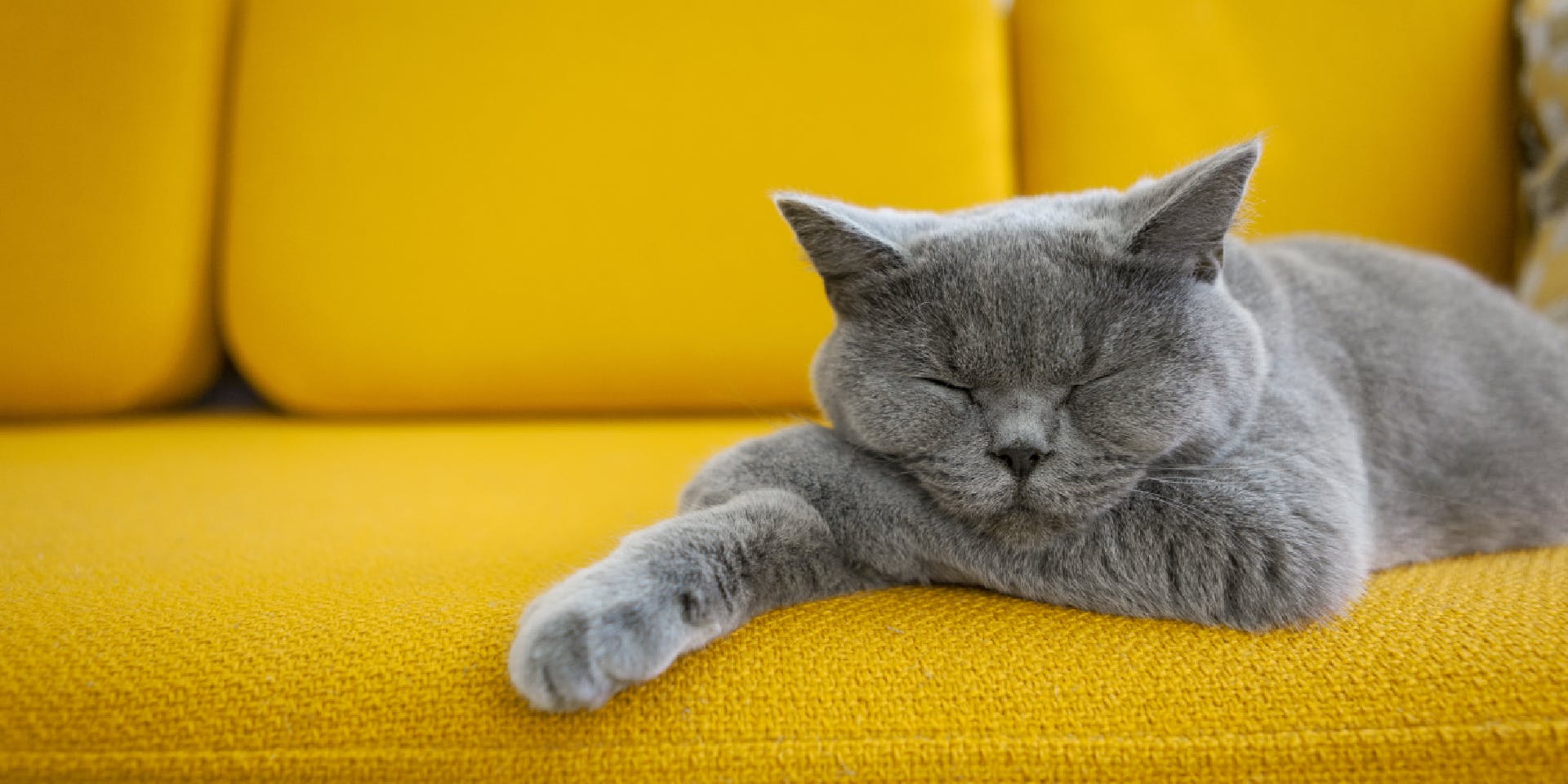 A gray cat sleeping on a yellow couch.