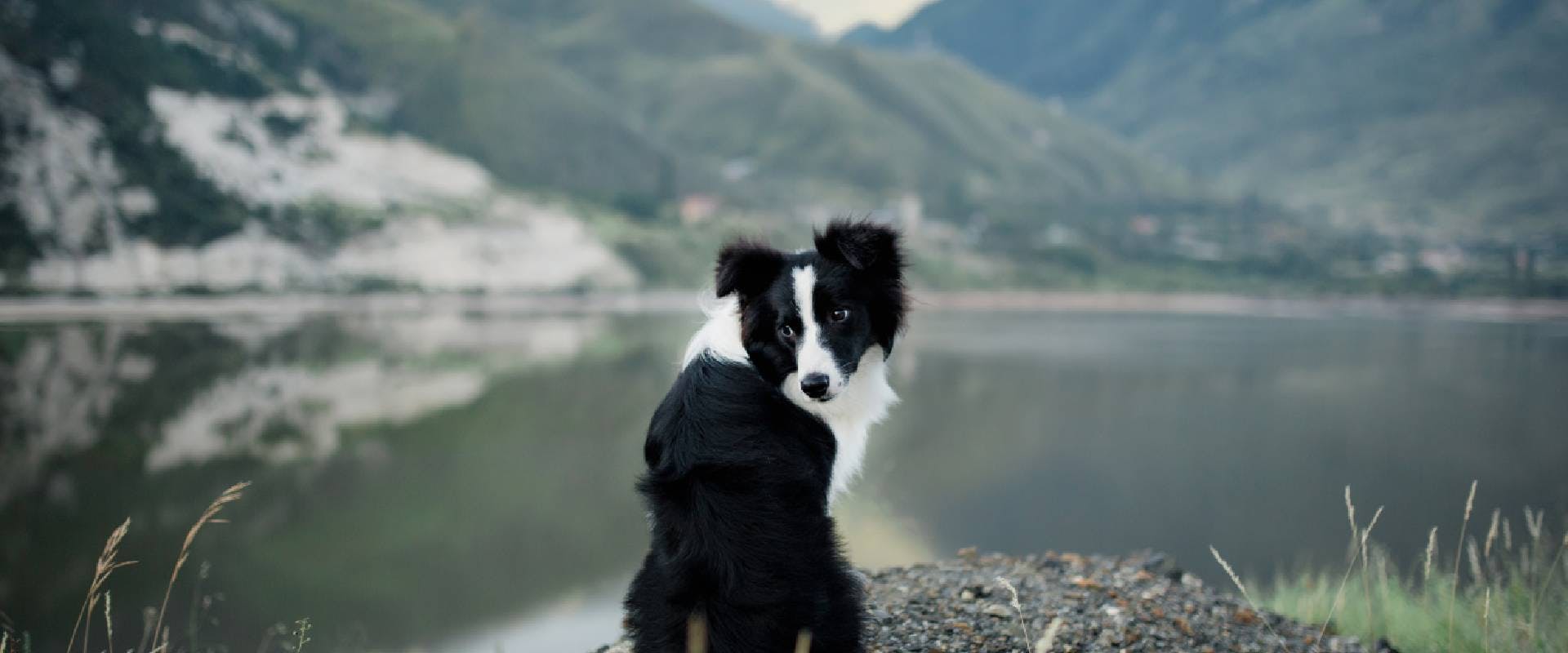 Border Collie in a national park