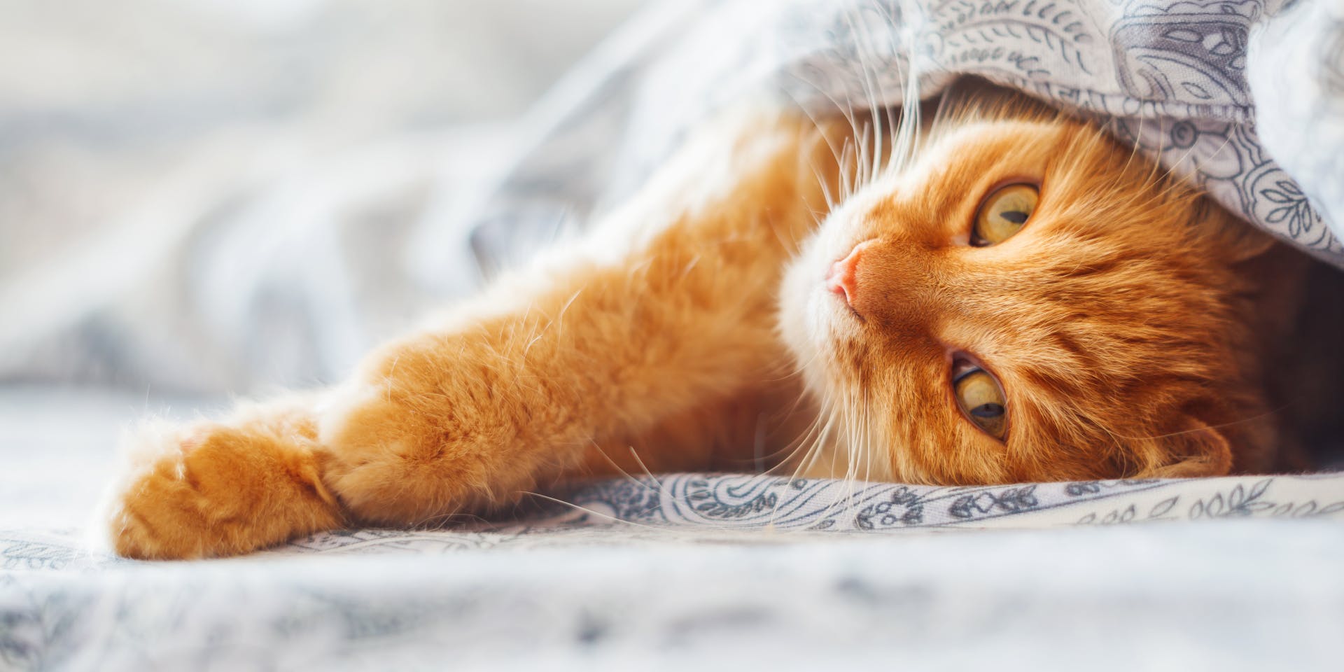 A ginger cat under a gray and white patterned bedsheet. 