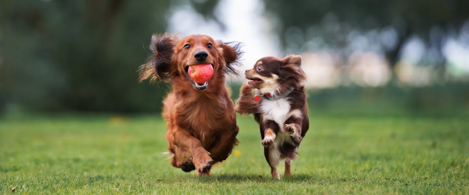 two dogs running through a park with one of them holding an apple