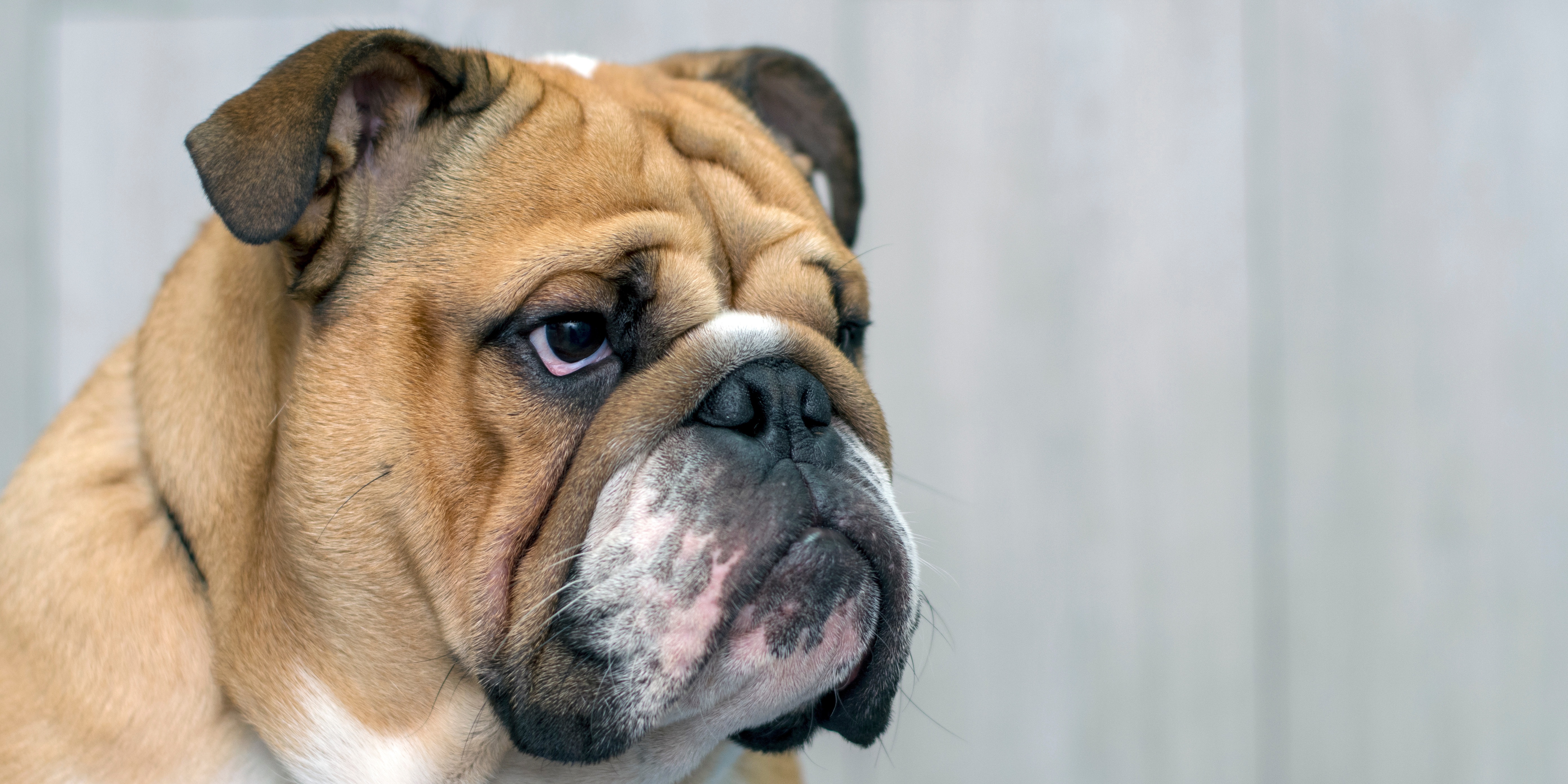 Bulldog Names | TrustedHousesitters.com