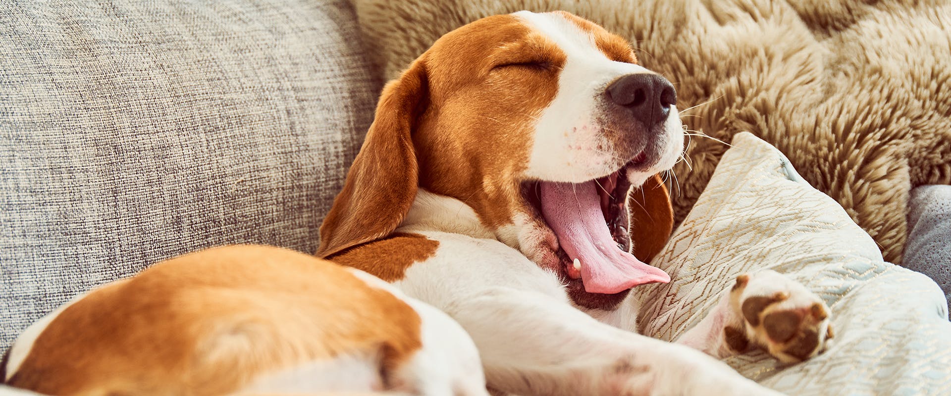 A sleepy dog laying on the sofa, yawning