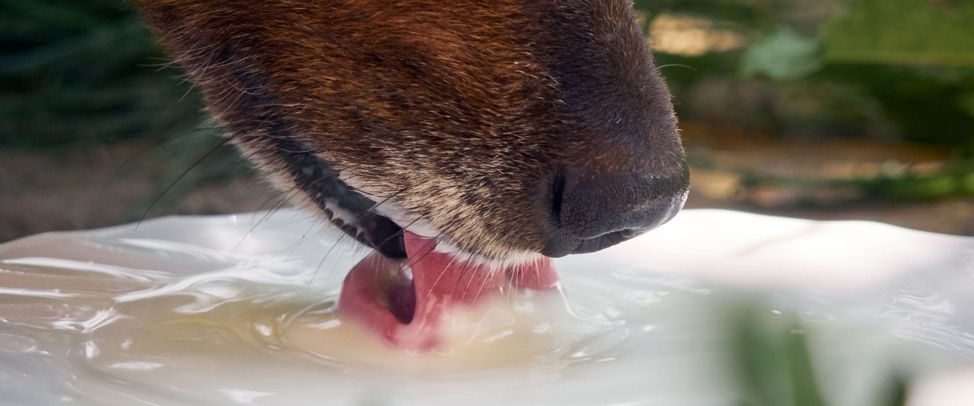 Close-up of dog drinking milk