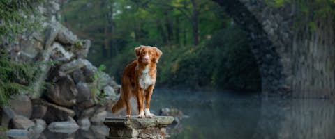 A dog standing on a stone under a bridge.