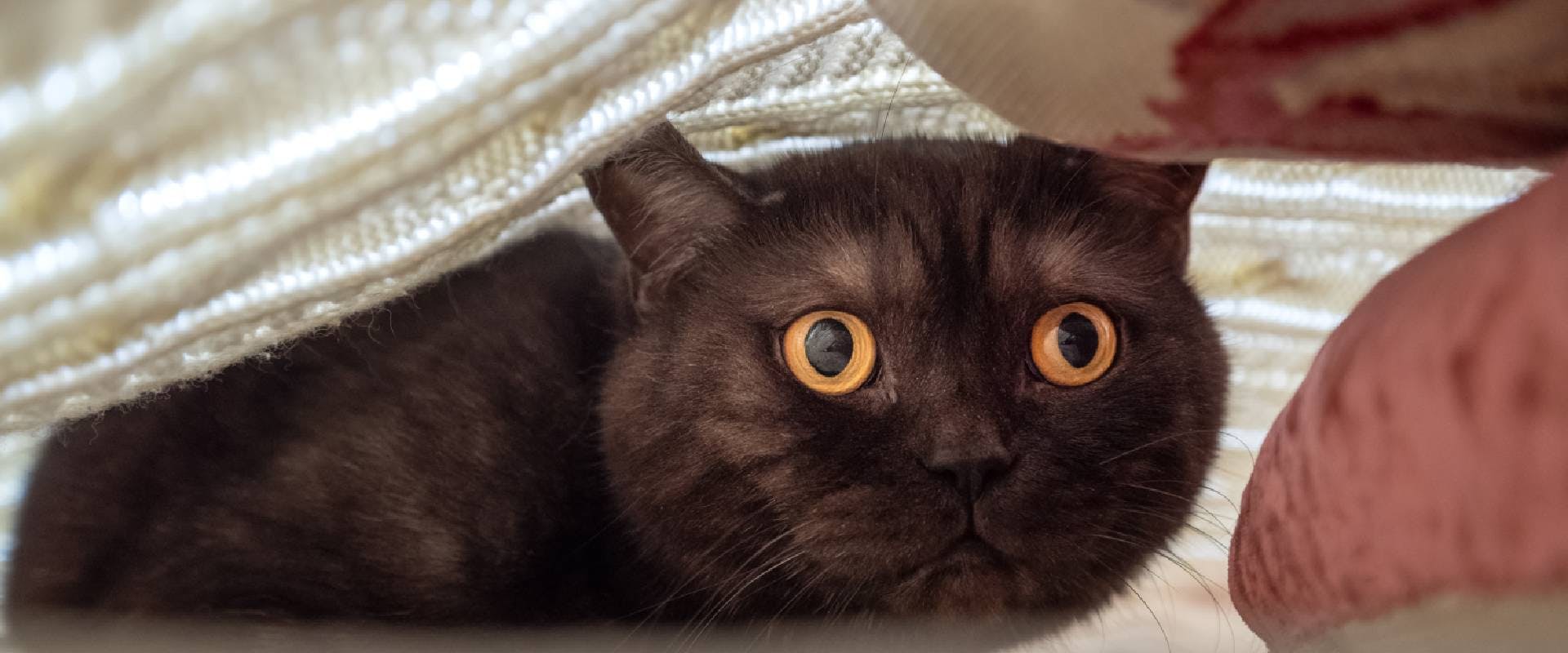Cat hiding under a blanket