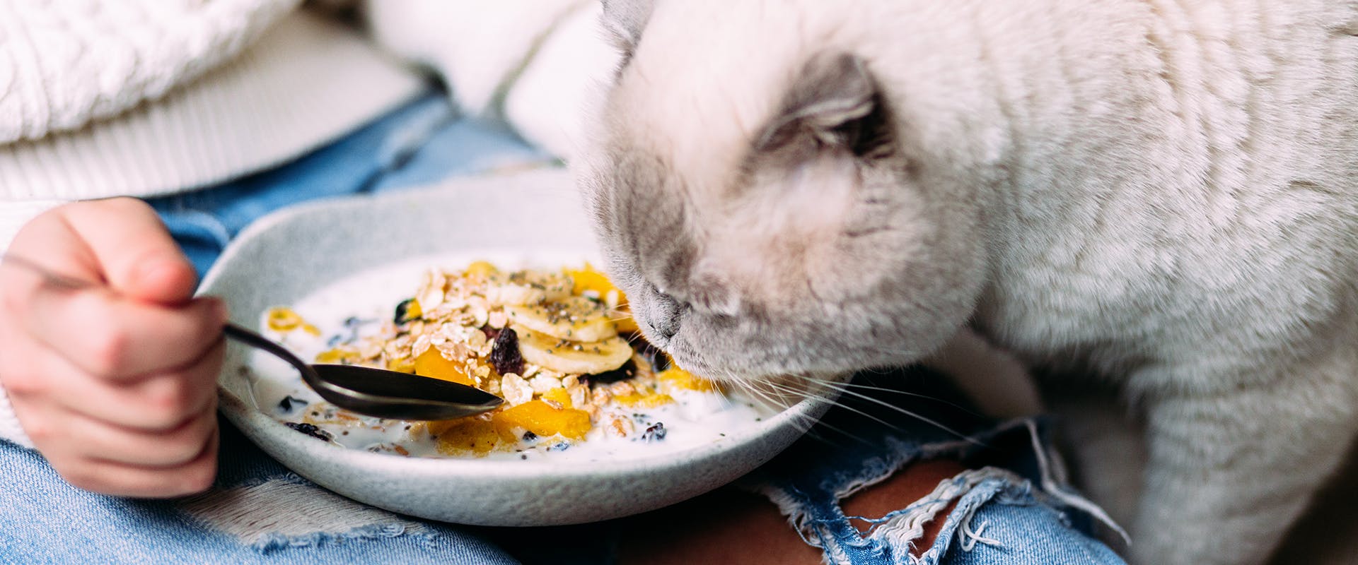 Can cats eat bananas? A cat sniffing at its owner's breakfast, a bowl of muesli with bananas