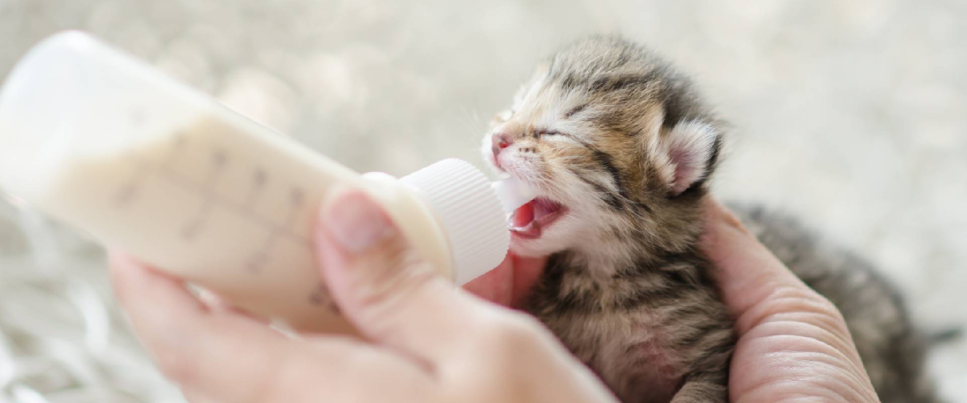 List of Human Foods Cats Can And Can't Eat - Pawlicy