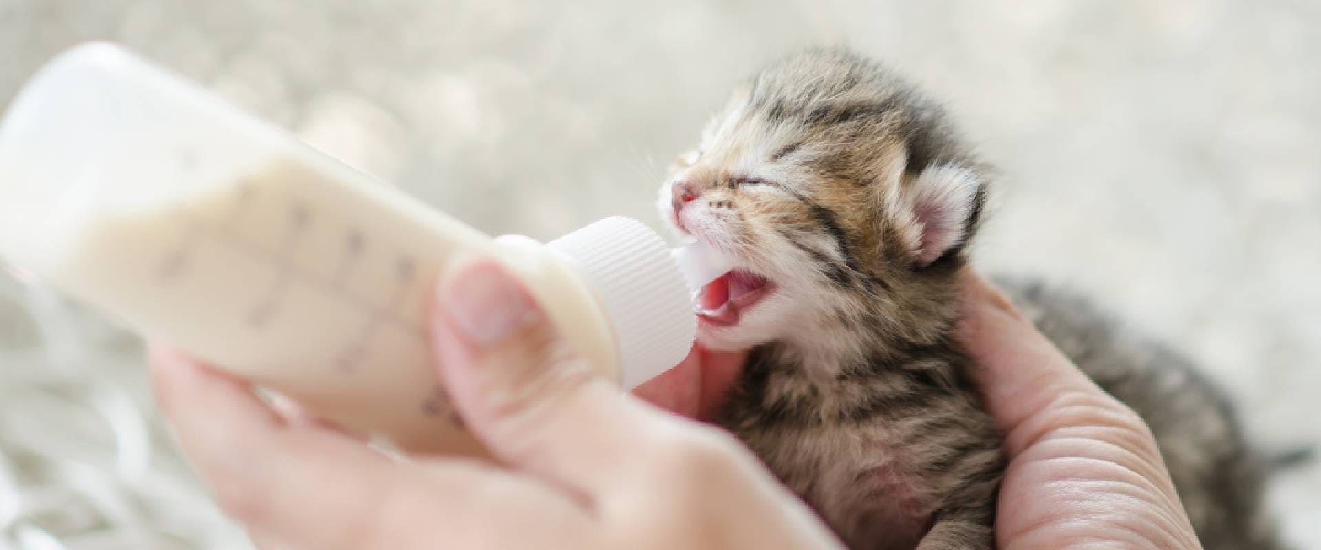 Kitten drinking milk from a bottle