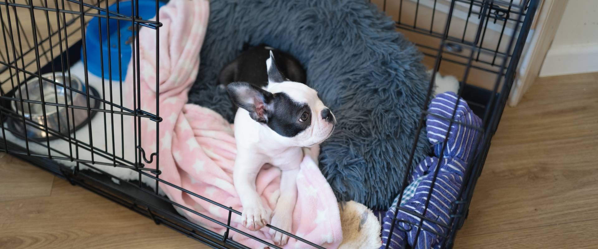 a young puppy in their crate lying on a comfy dog bed and blankets next to their water bowl