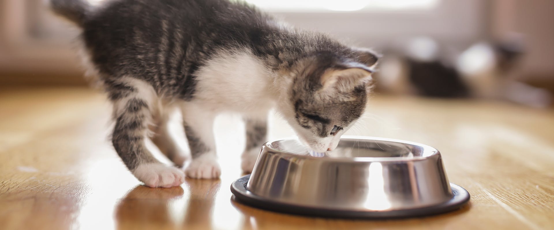 A kitten eating from a food bowl