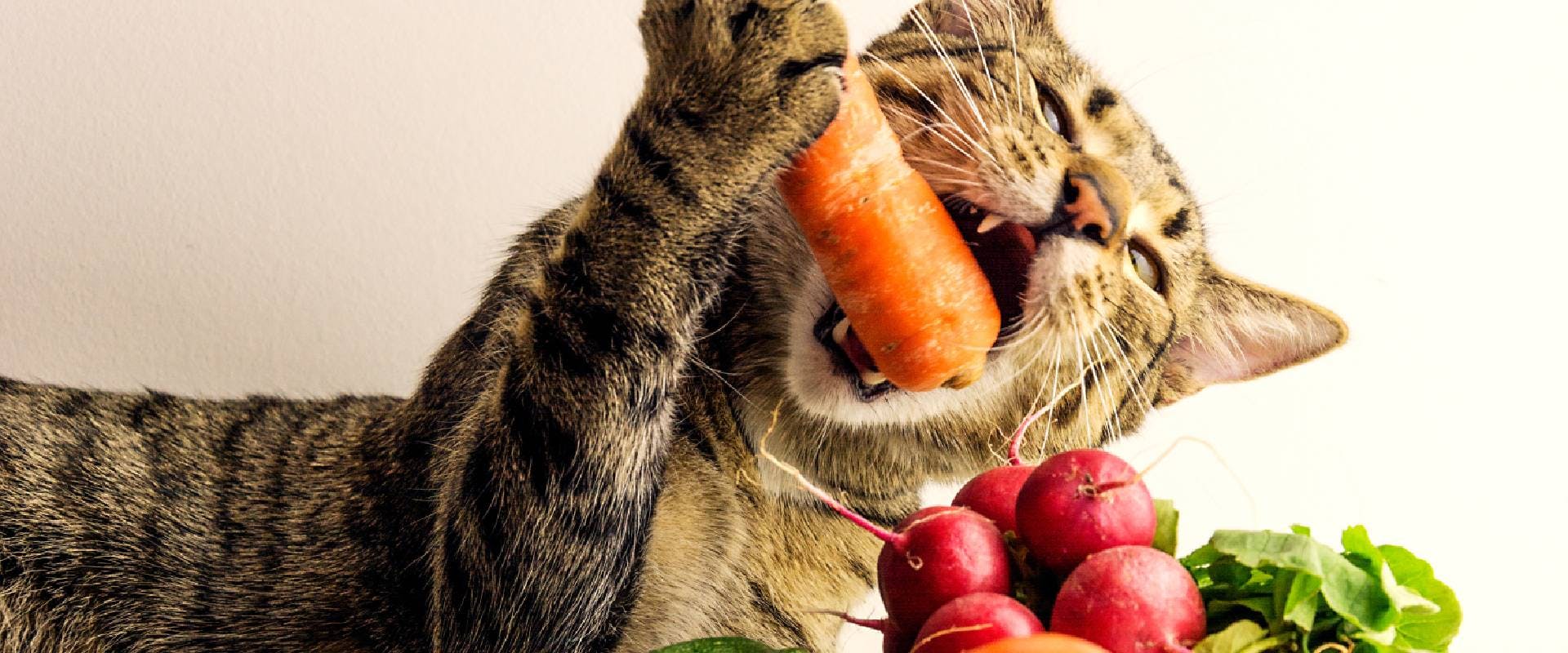 Cat gnawing on a carrot