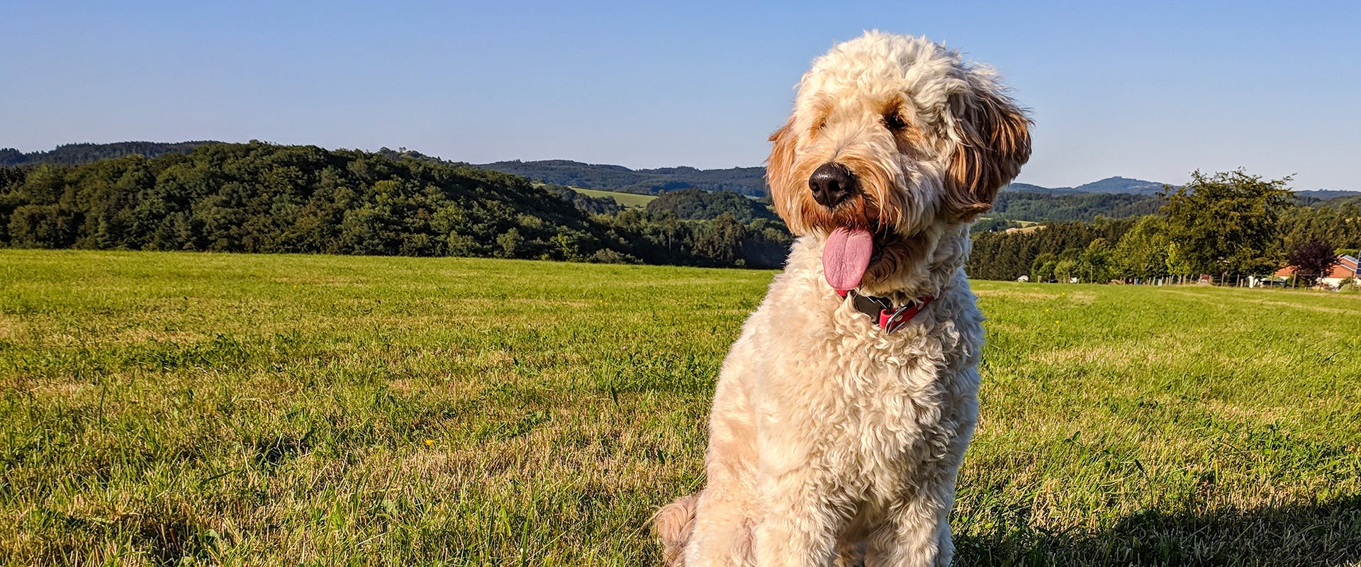A Goldendoodle sitting outdoors in a large field
