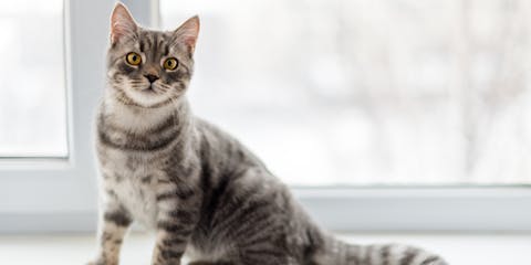 A gray tabby cat sitting on a window ledge.