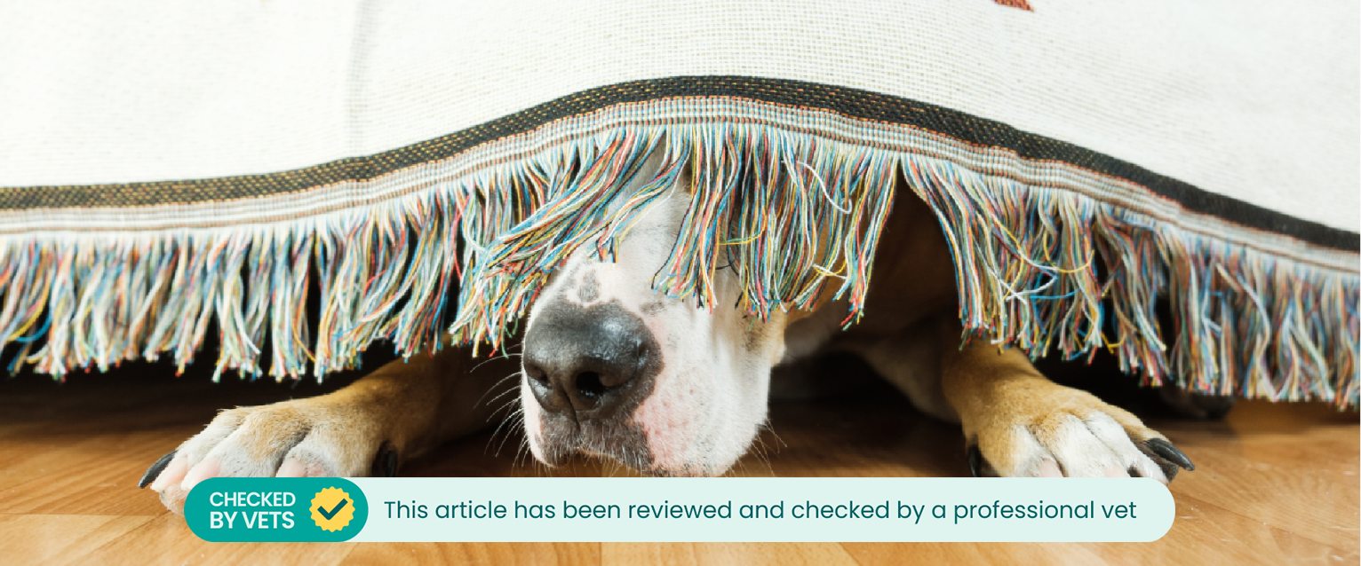 A dog's nose and paws are just visible from under a piece of fabric.