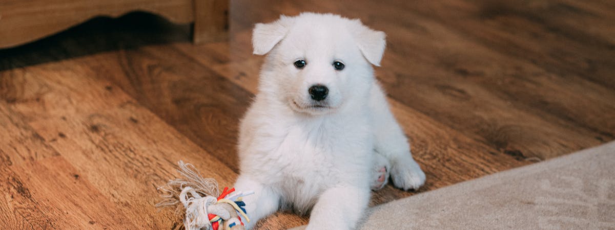 A small white puppy with a tug toy