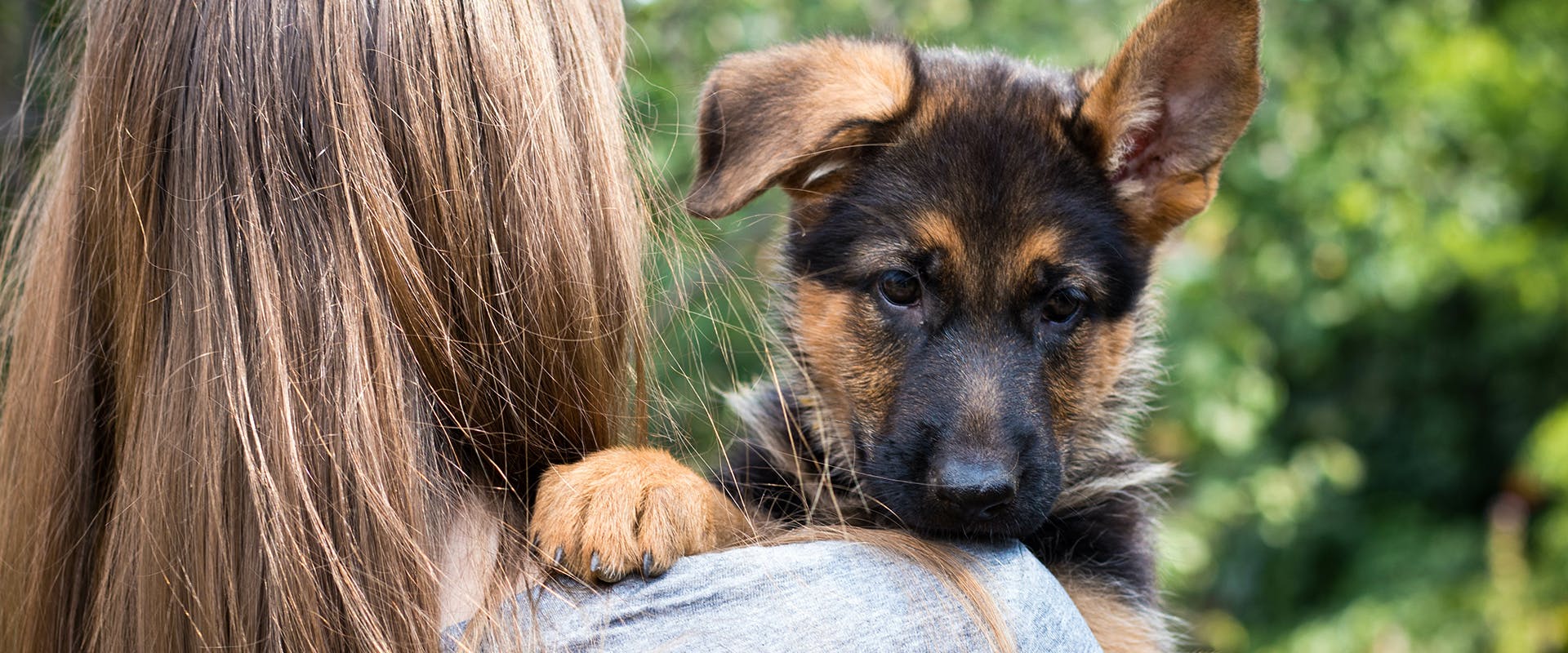 A cute German Shepherd in the arms of a woman who is facing away