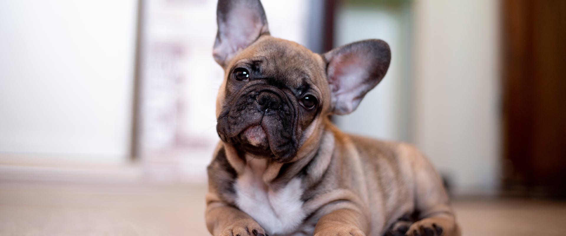 A brown French Bulldog puppy looking inquisitive 