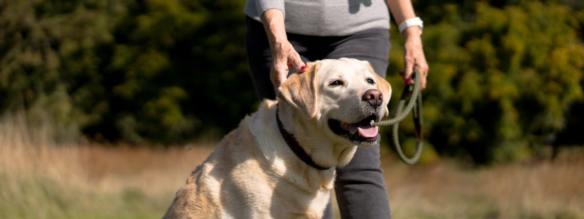 A Golden Labrador on a leash
