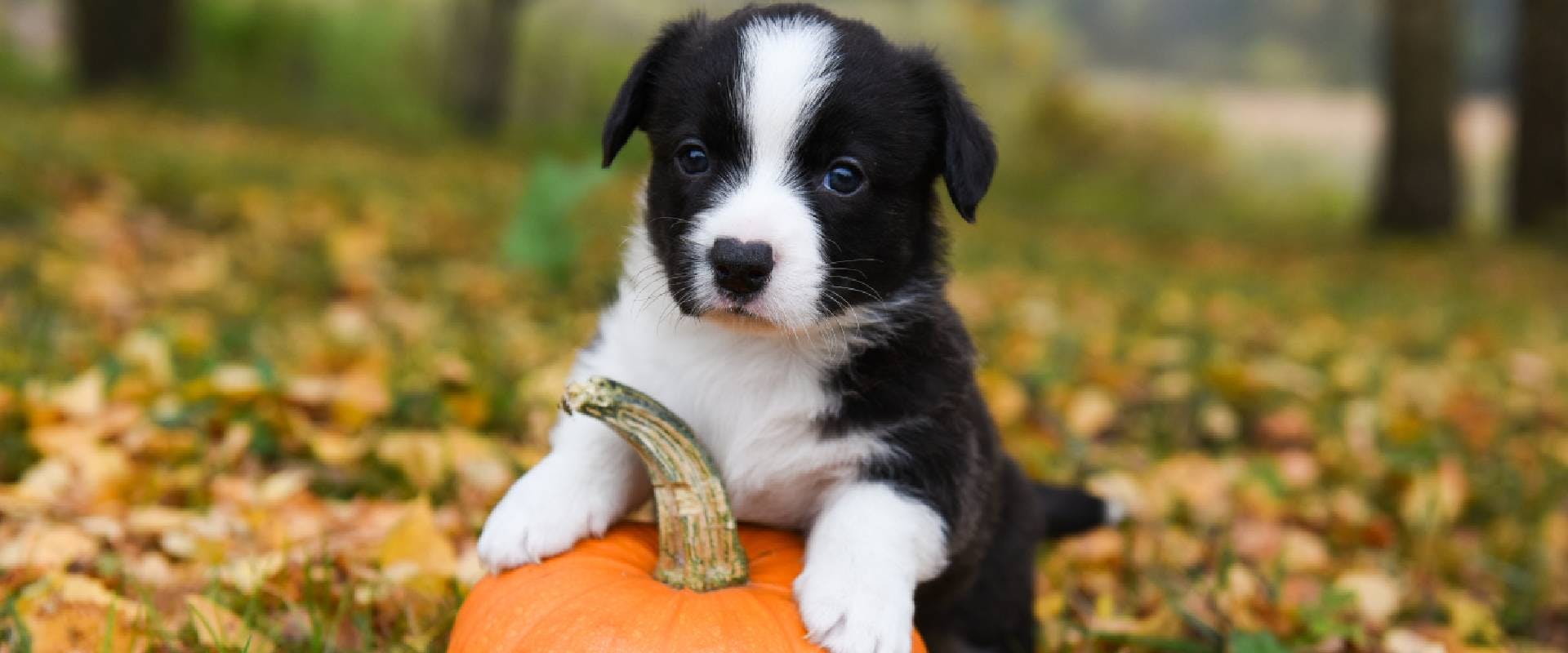 Puppy sitting on a pumpkin