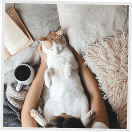 A cat relaxing