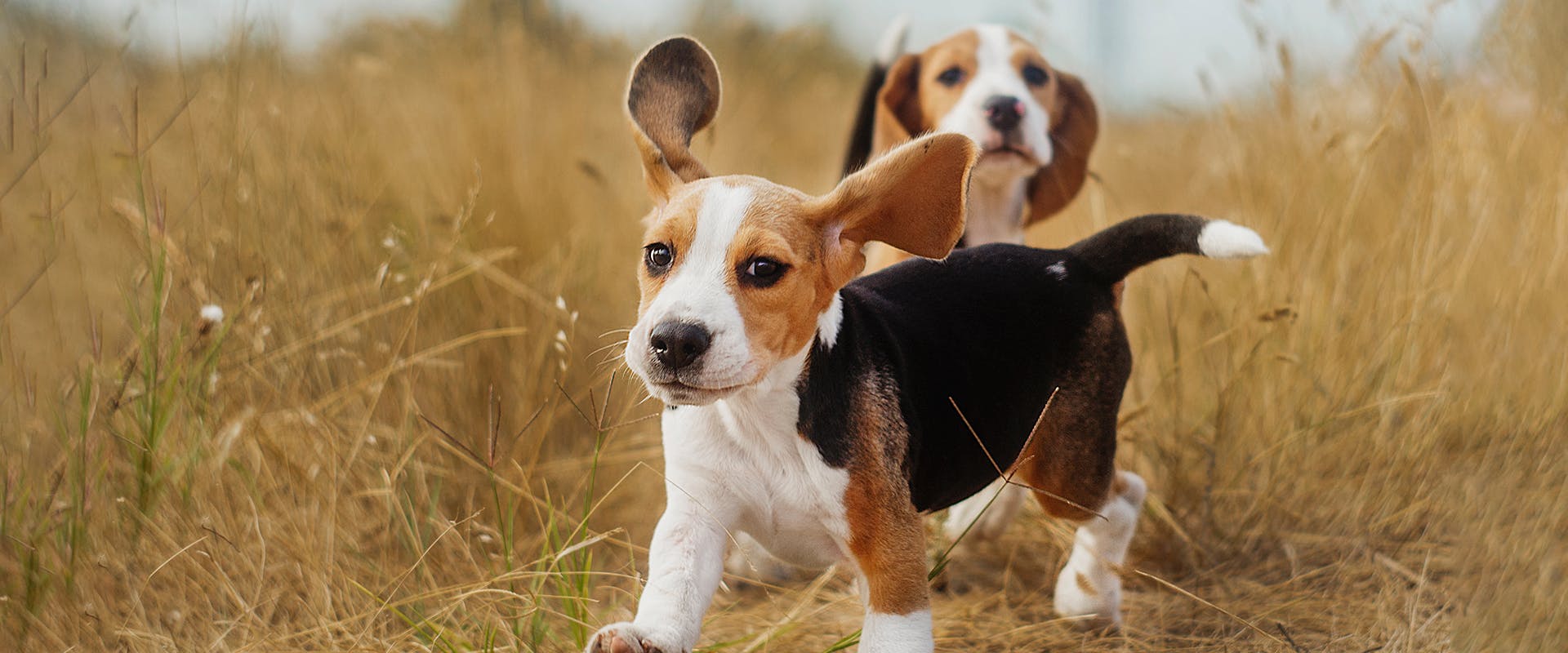 are beagles playful dogs
