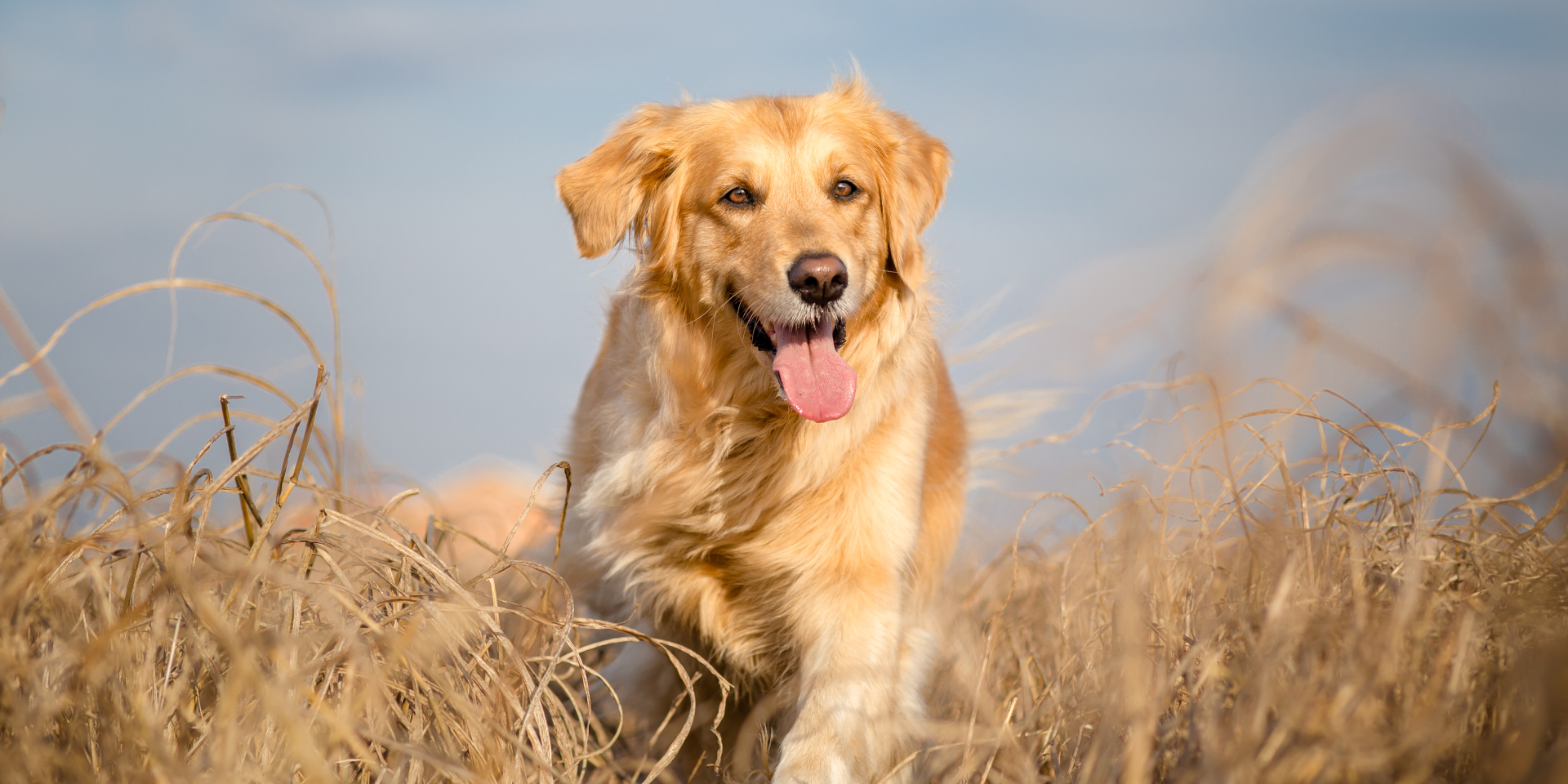 Golden dog running in a field.